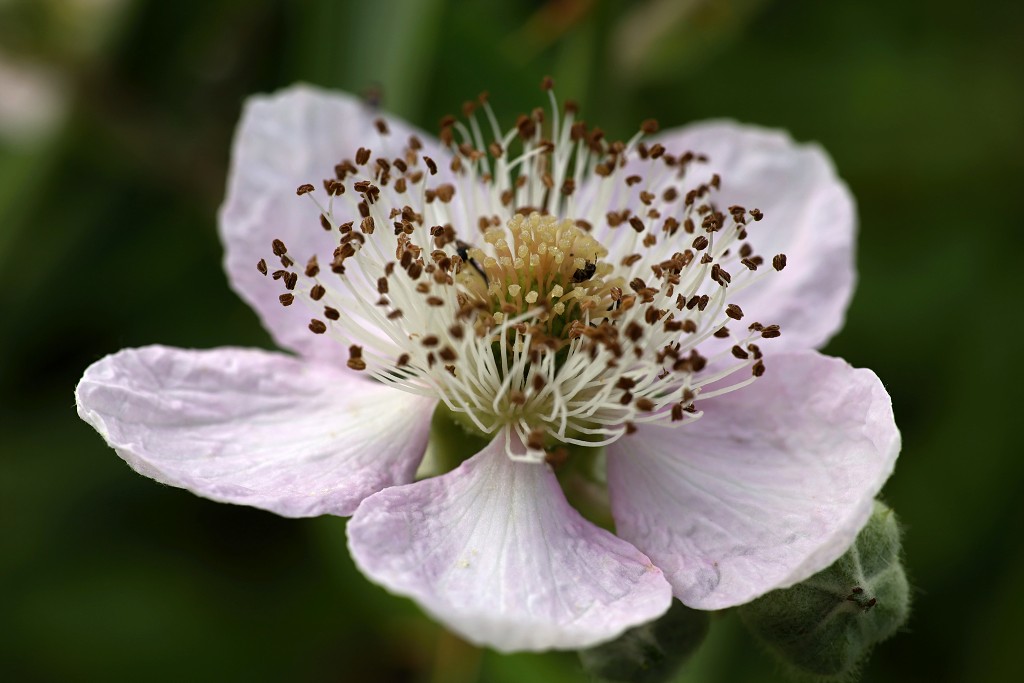 rozen roos rosa hdr natuur bloem bloemen cultivars cultivar rosaceae tuin rozentuin valentijn liefde